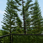 pine retreat website 6